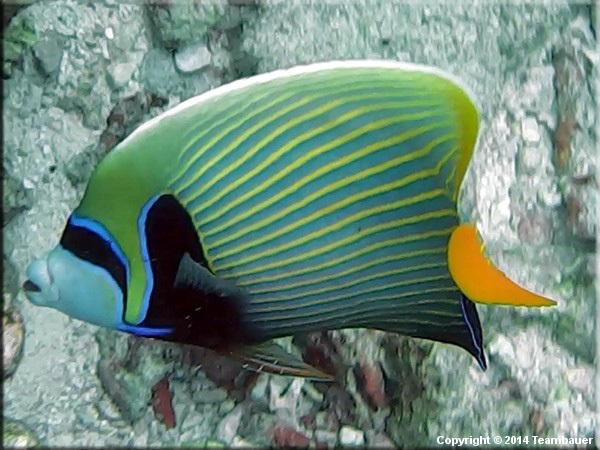 64.jpg