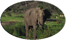 africa000