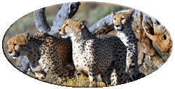 africa001