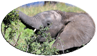 africa002