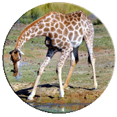 africa003