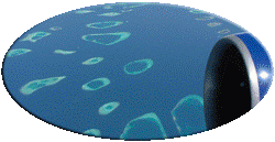 maledive000