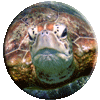 maledive004