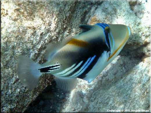 Image 0