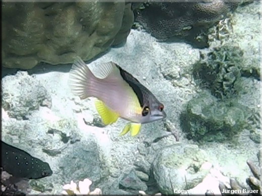 Image 0