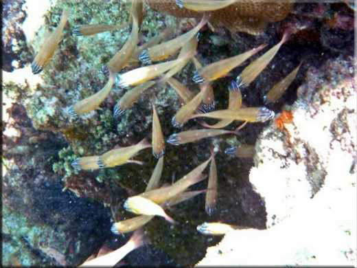 Image 0