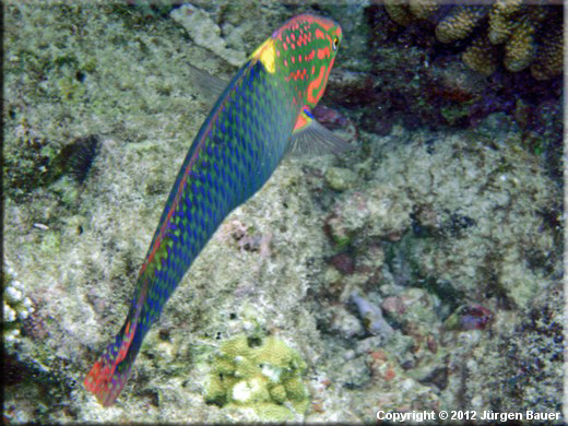 Image 0